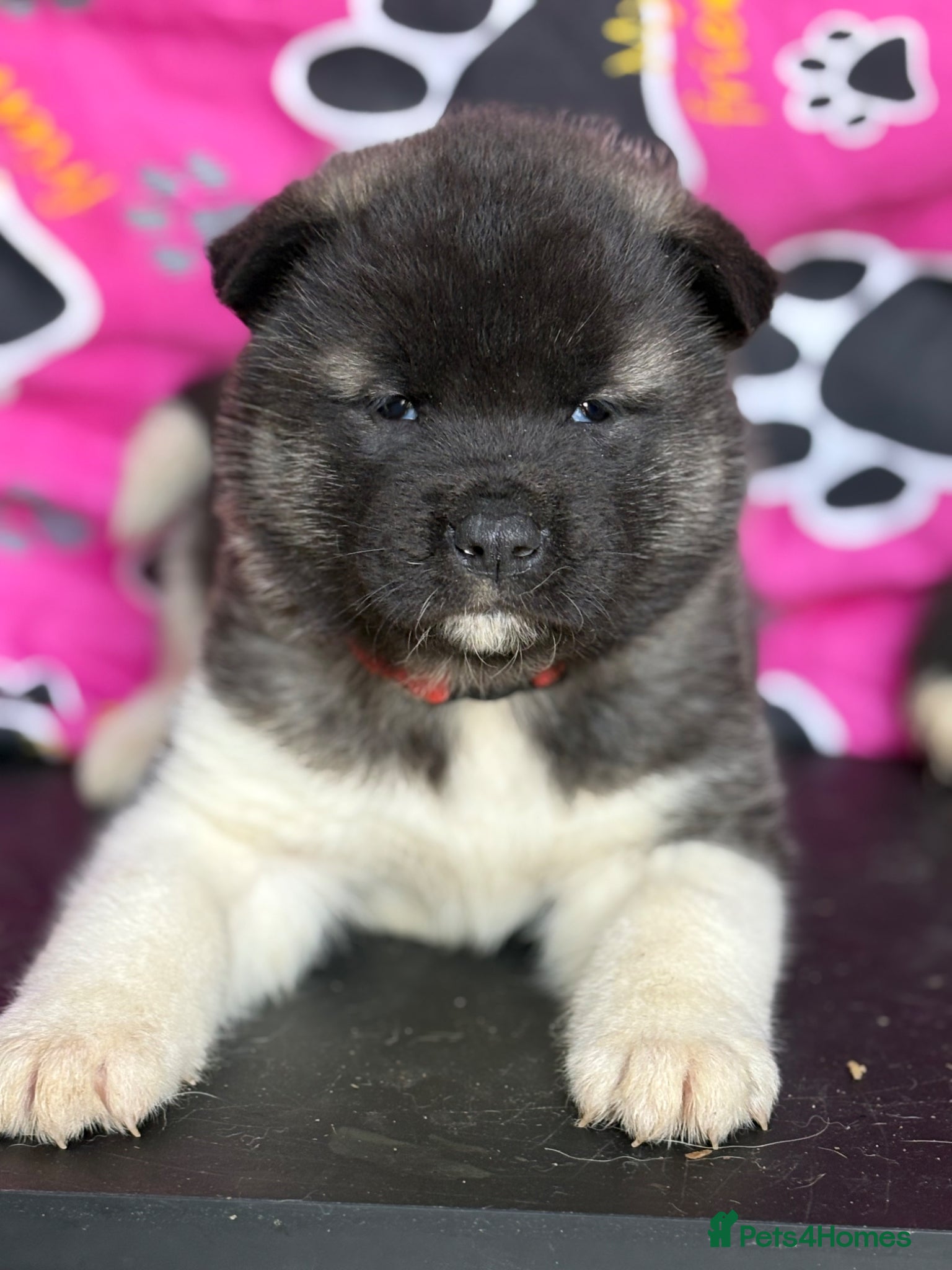 Akita dogs Quality KC registered American Akita Puppies - Advert 1