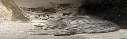 Egyptian Mau cats for sale: Egyptian Mau cutest kittens. Ready NOW - Advert 10