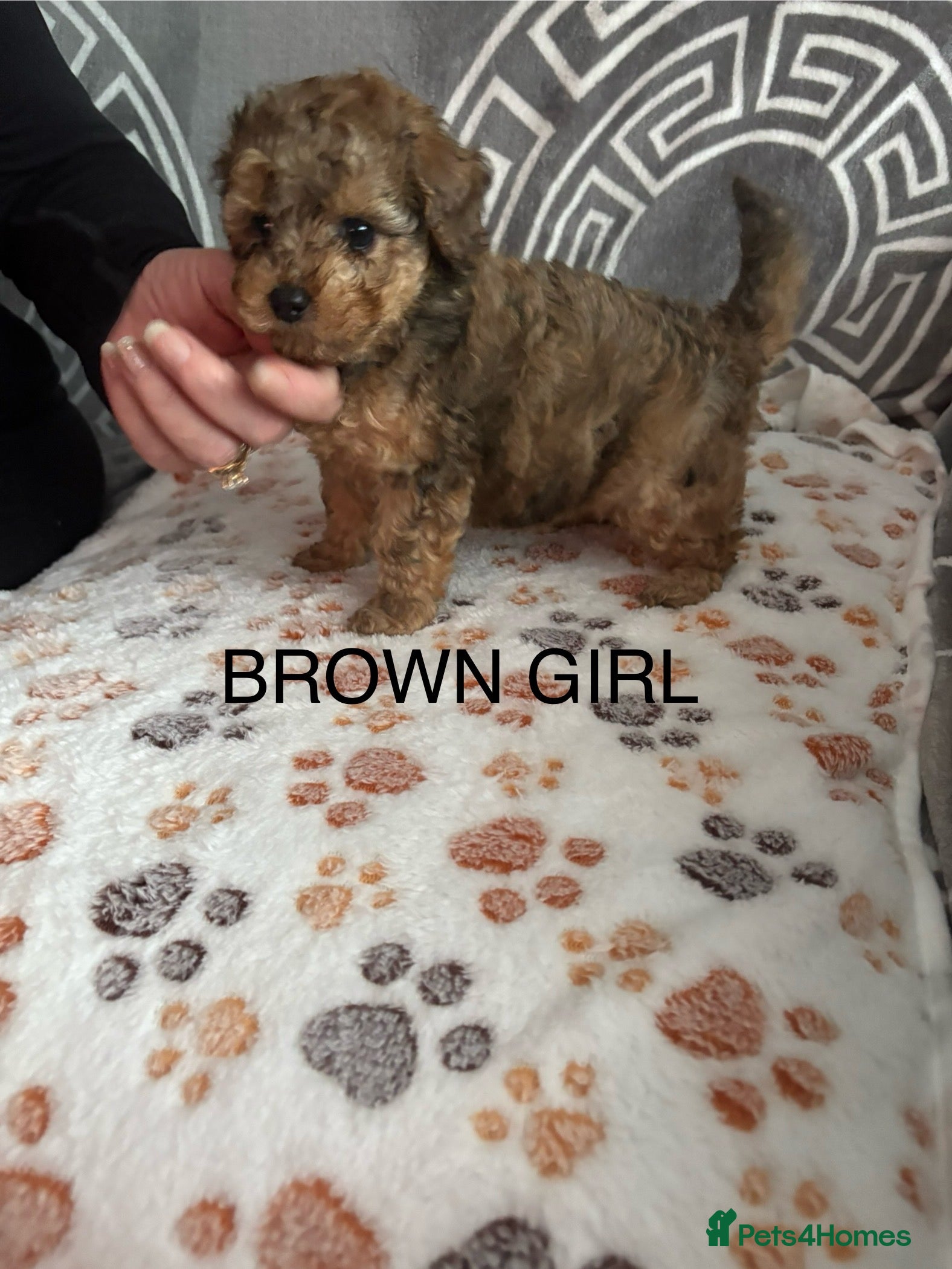 Cockapoo dogs Miniature Cockapoos - Advert 4