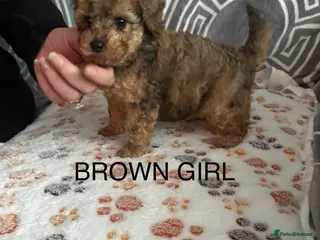 Cockapoo dogs Miniature Cockapoos - Advert 4