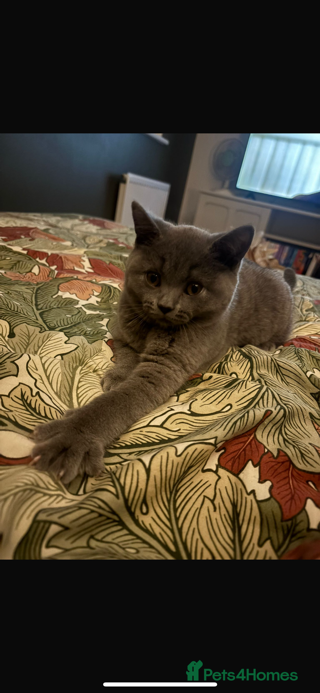 British Shorthair cats for sale: British shorthair Blue Male kitten - Advert 7