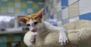 Oriental cats Oriental male bicolour  - Advert 7