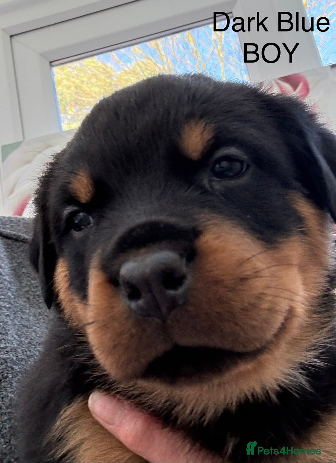 Rottweiler dogs for sale: Chunky Rottweiler Puppies for sale - Advert 9