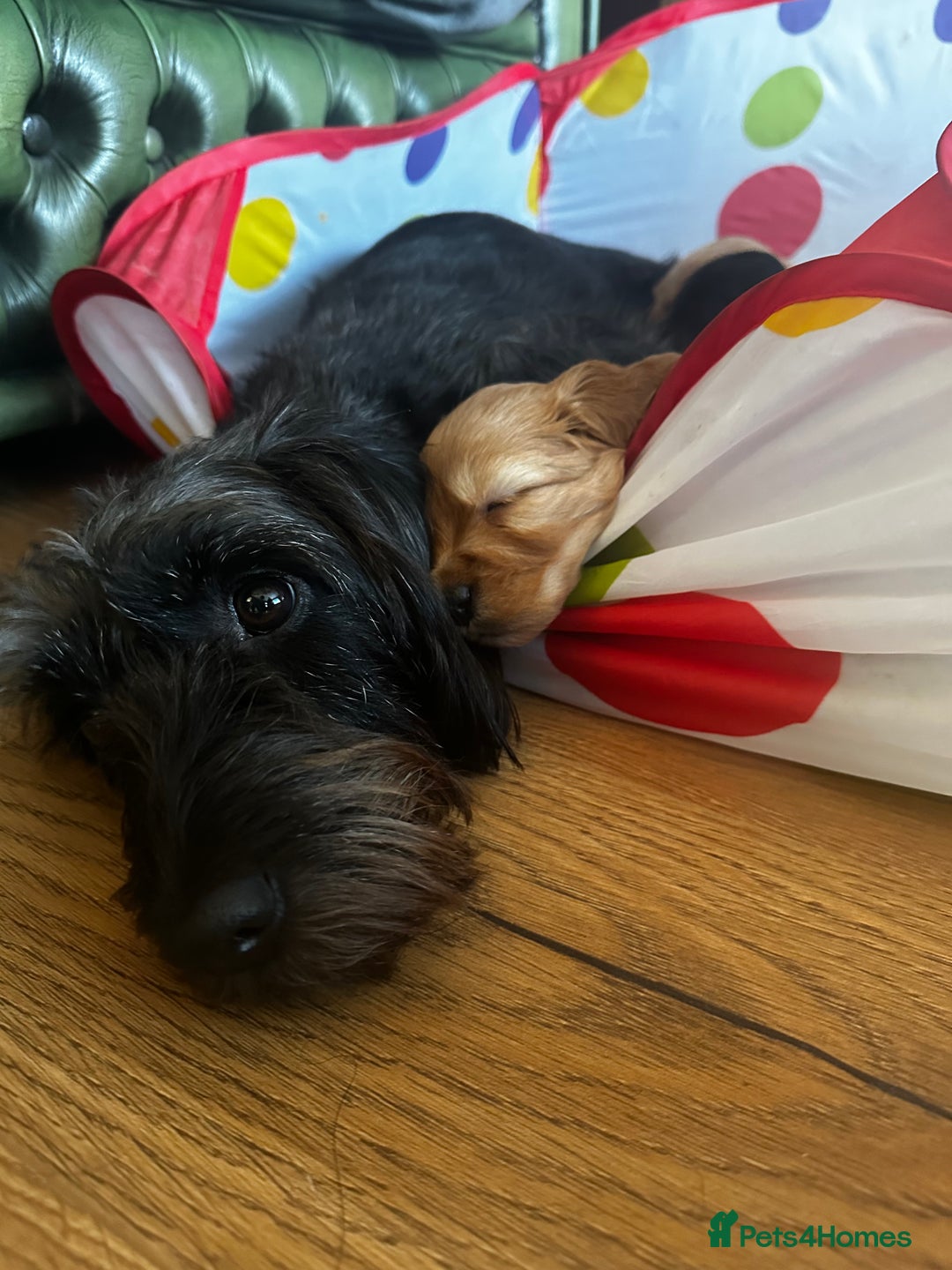 Cockapoo dogs for sale: Cockapoo pups - Advert 6