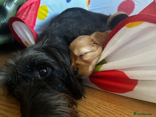 Cockapoo dogs F1B Cockapoo pups - Advert 3