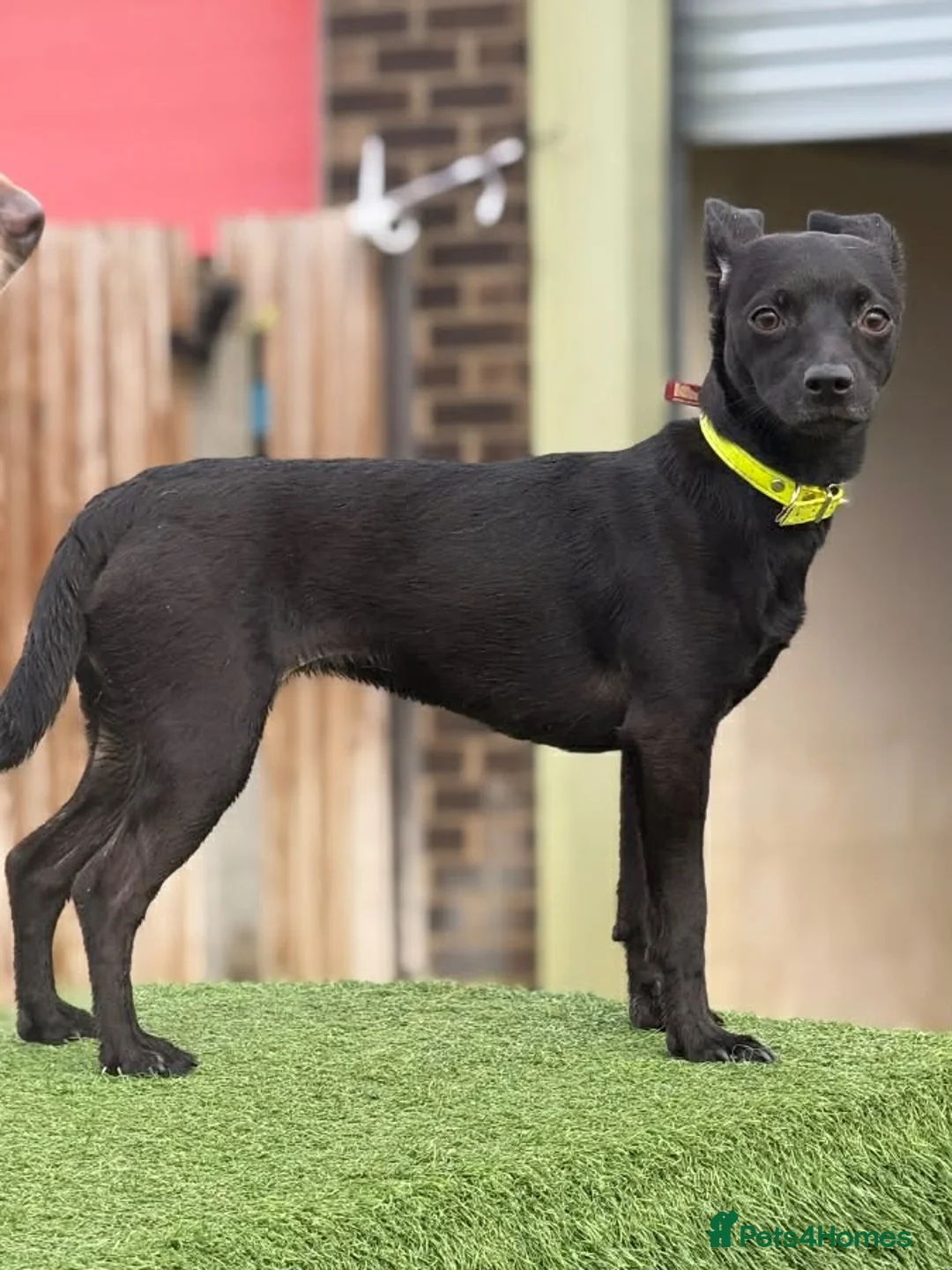 Patterdale Terrier dogs for sale: Luna  - Advert 1