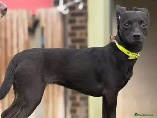 Patterdale Terrier dogs Luna - Advert 1