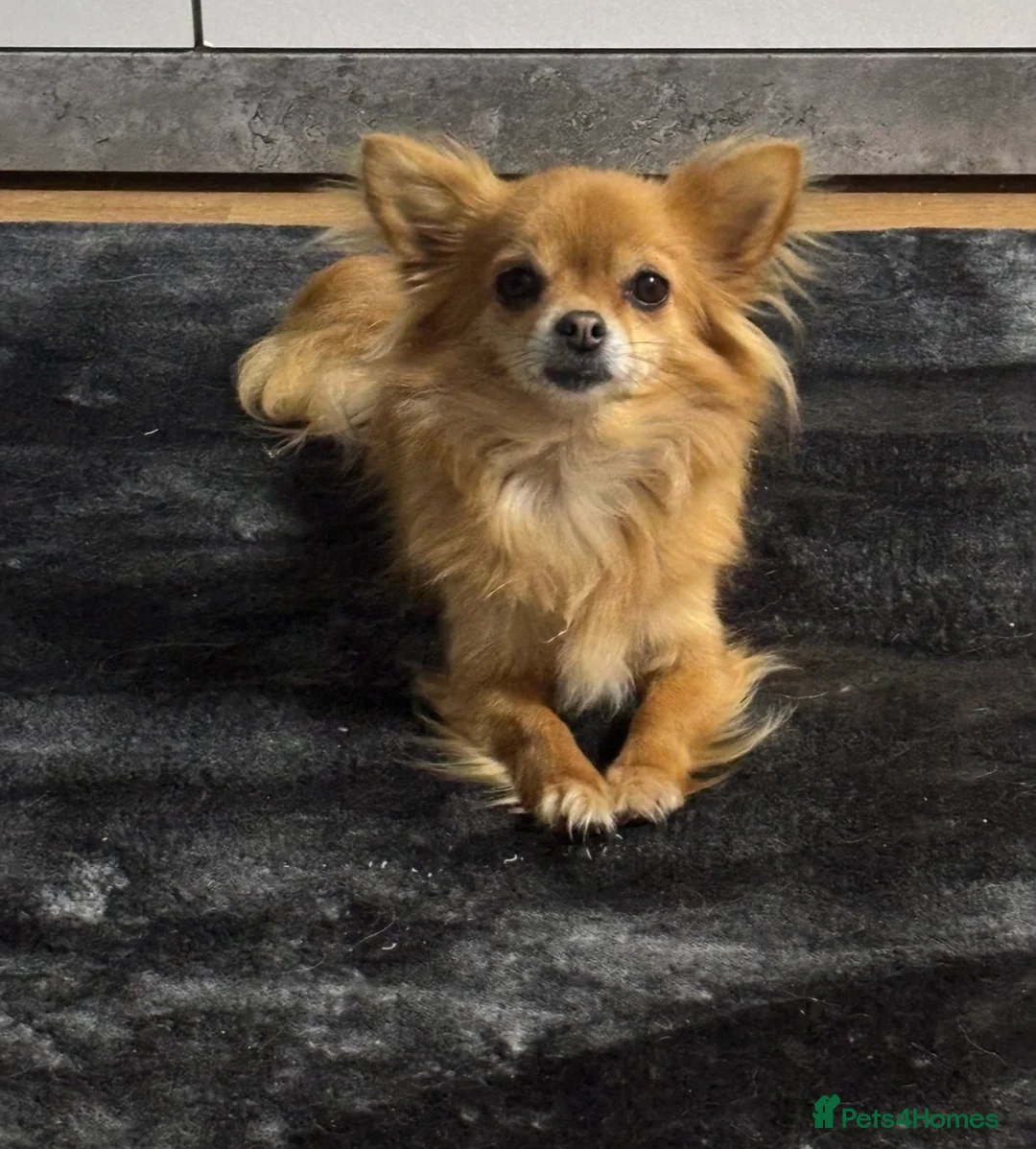 Chihuahua dogs for sale: Long haired chihuahua puppies  - Advert 10