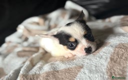 Mixed Breed dogs for sale: French poms *READY NOW 2 LEFT* - Image 3