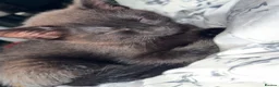 Mixed Breed cats for sale: 1 black kitten & 1 junior tabby - Advert 3