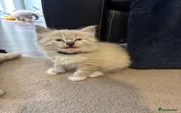 Ragdoll cats for sale: Ragdoll kittens - Image 17