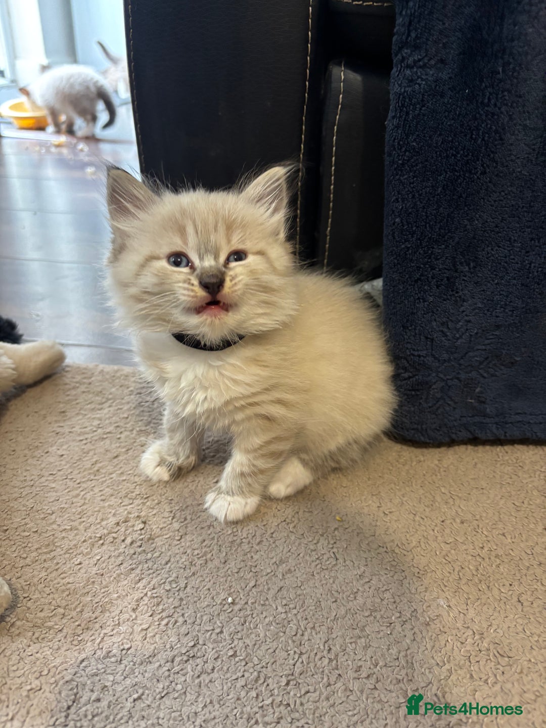 Ragdoll cats for sale: Ragdoll kittens - Image 17