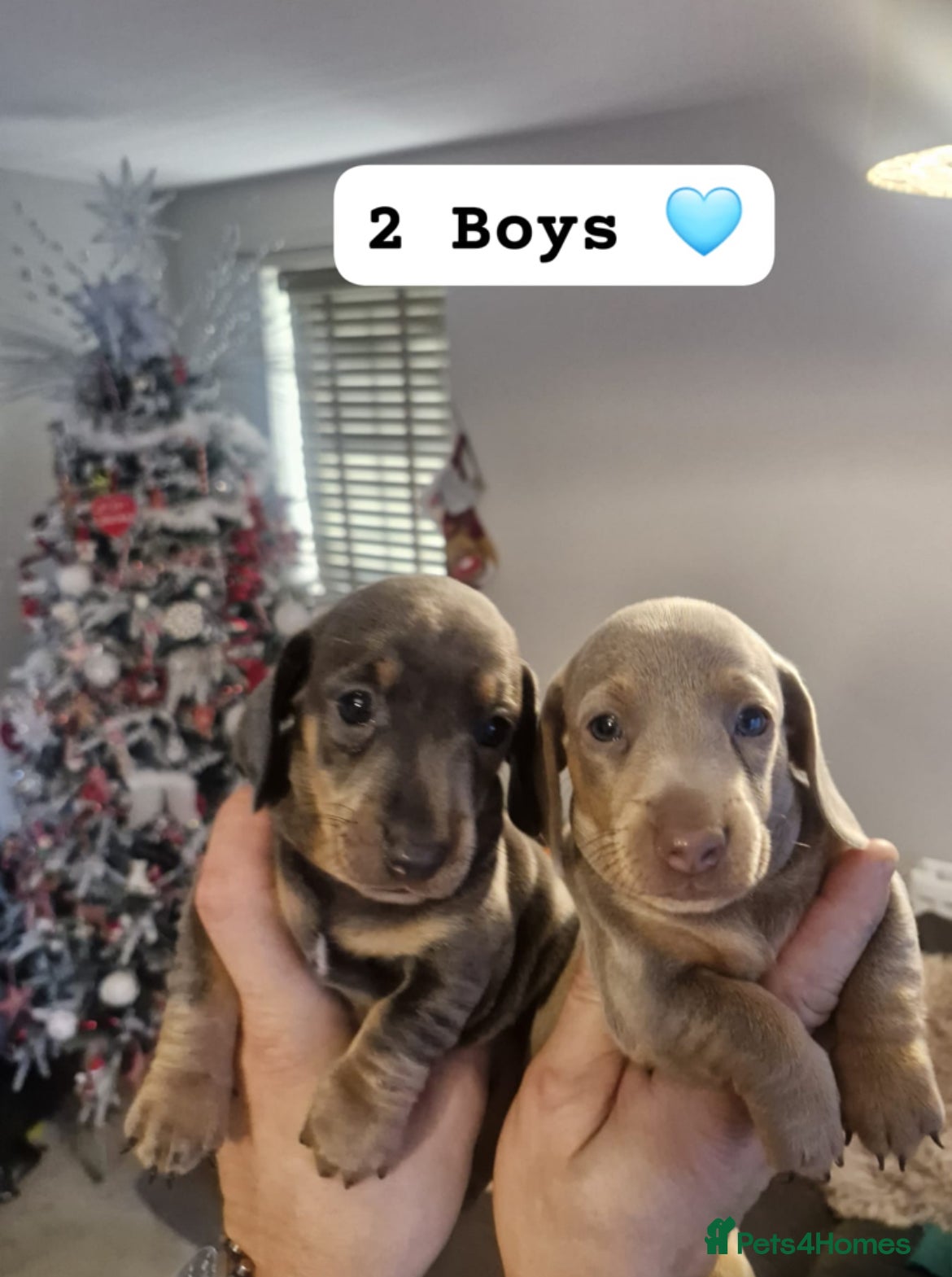Dachshund dogs Stunning Dachshunds Viewing from 12 December  - Advert 12
