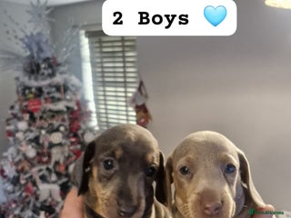 Dachshund dogs Stunning Dachshunds Viewing from 12 December - Advert 3