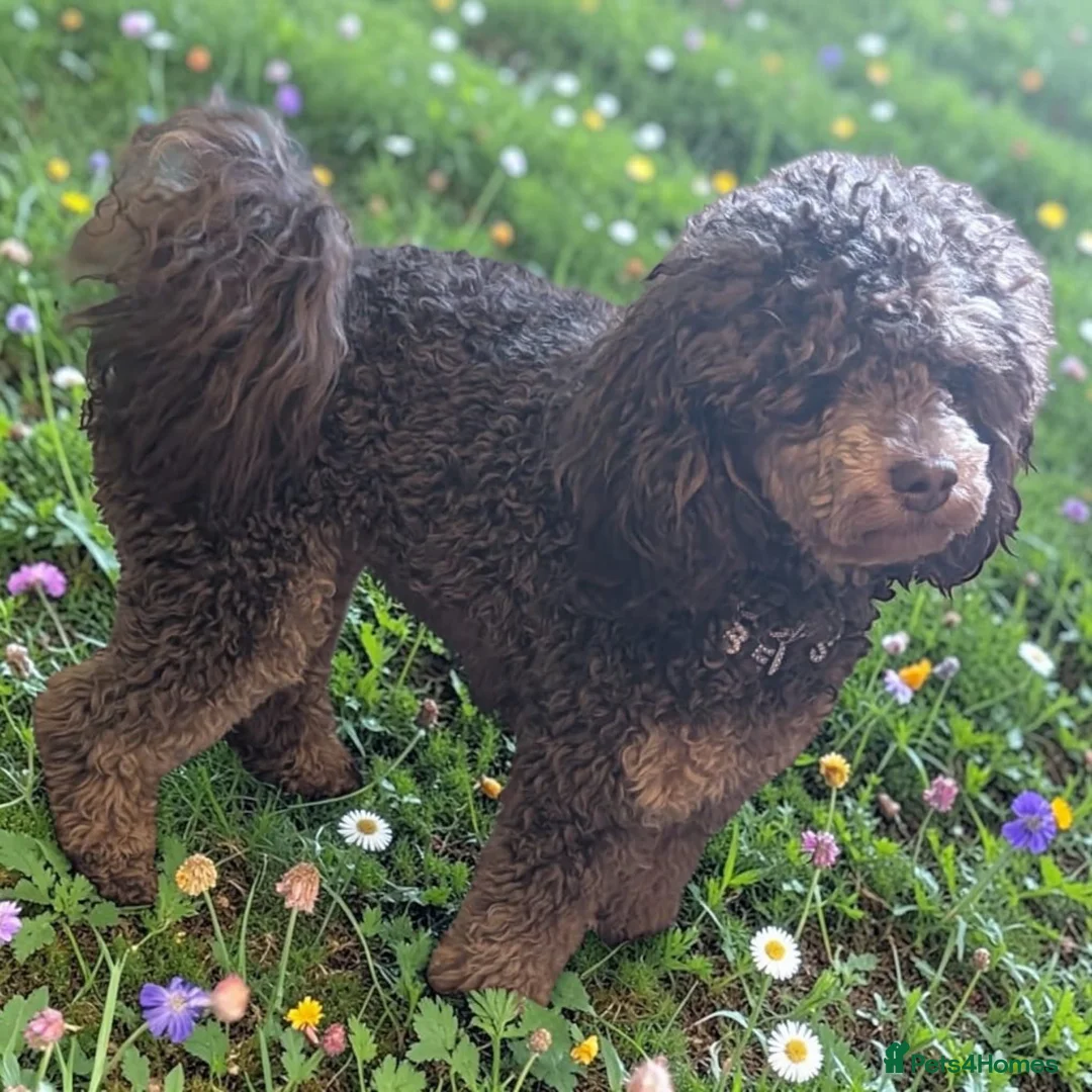 Toy Poodle dogs for stud: Phantom toy poodle for stud  in Shildon - Advert 1