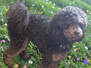 Toy Poodle dogs Phantom toy poodle for stud - Advert 7