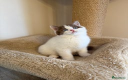 British Shorthair cats for sale: Stunning litter of kittens  - Advert 9
