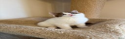 British Shorthair cats for sale: Stunning litter of kittens  - Advert 9