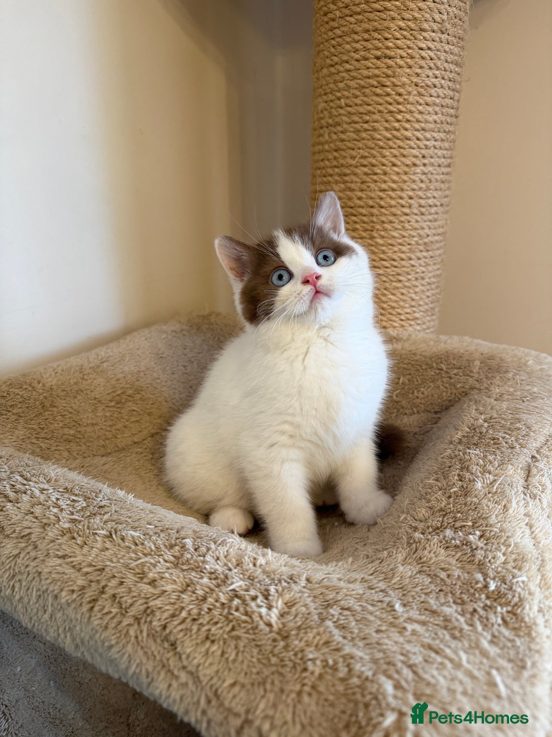 British Shorthair cats for sale: Stunning litter of kittens  - Advert 9