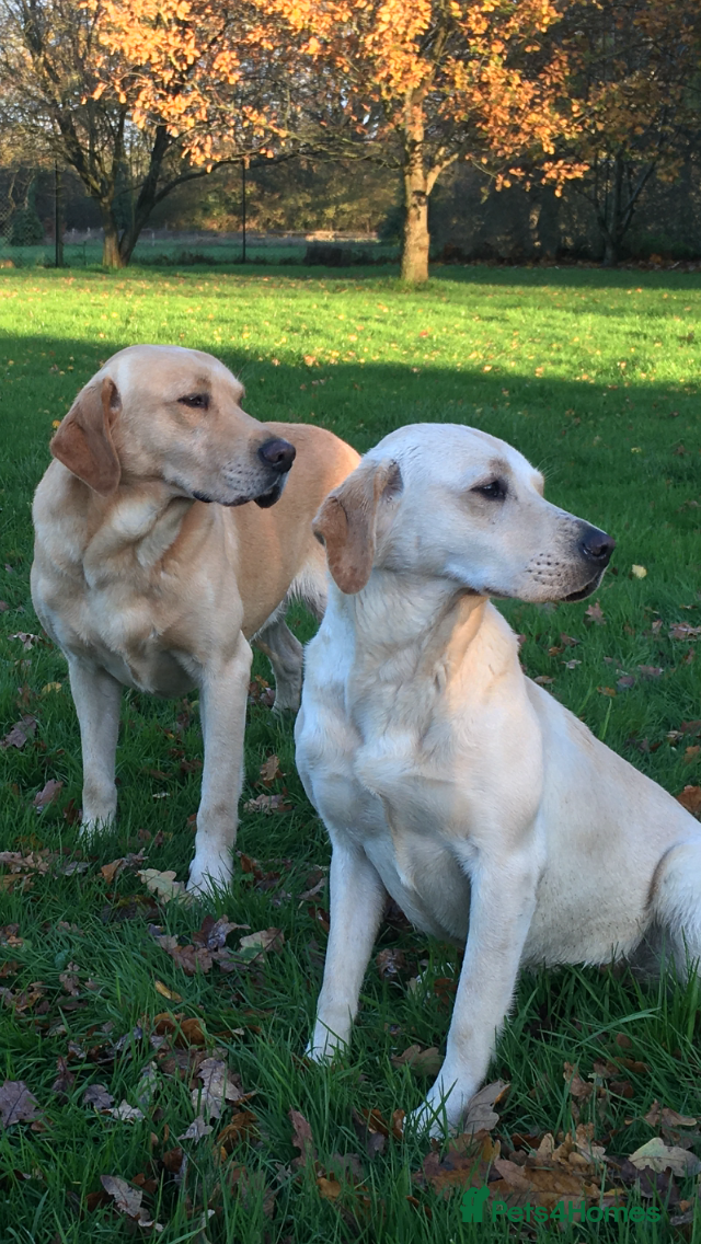 Labrador Retriever dogs KC REG YELLOW LABRADOR RETRIEVER PUPS - Advert 1