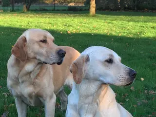 Labrador Retriever dogs KC REG YELLOW LABRADOR RETRIEVER PUPS - Advert 1