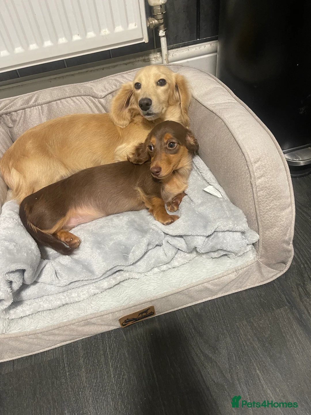 Miniature Dachshund dogs for stud: Shaded cream miniature dachshund 3.6kg - Advert 10