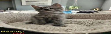 Maine Coon 2
