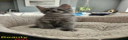 Maine Coon cats for sale: 12 Maine Coon kittens  - Advert 23