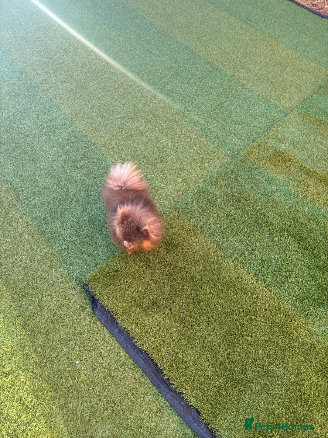 Pomeranian dogs for stud: 1.6kgPuppysize teddybear lilac and tan Pomeranian  - Advert 2