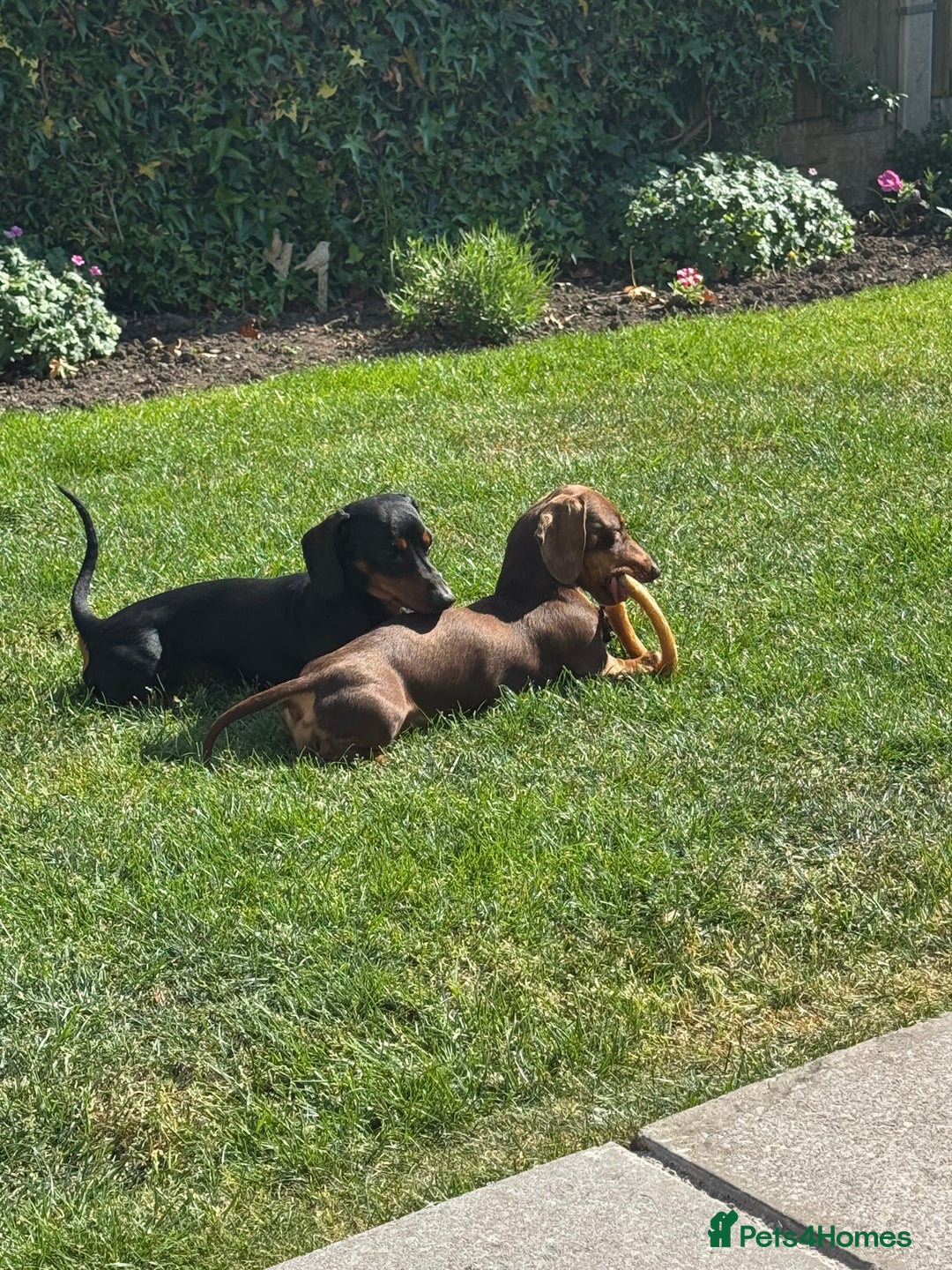 Miniature Dachshund dogs for sale: Gorgeous KC reg miniature Dachshund puppies  - Image 11