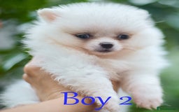 Pomeranian dogs for sale: KC Pomeranian puppies (Korean lines) - Image 25