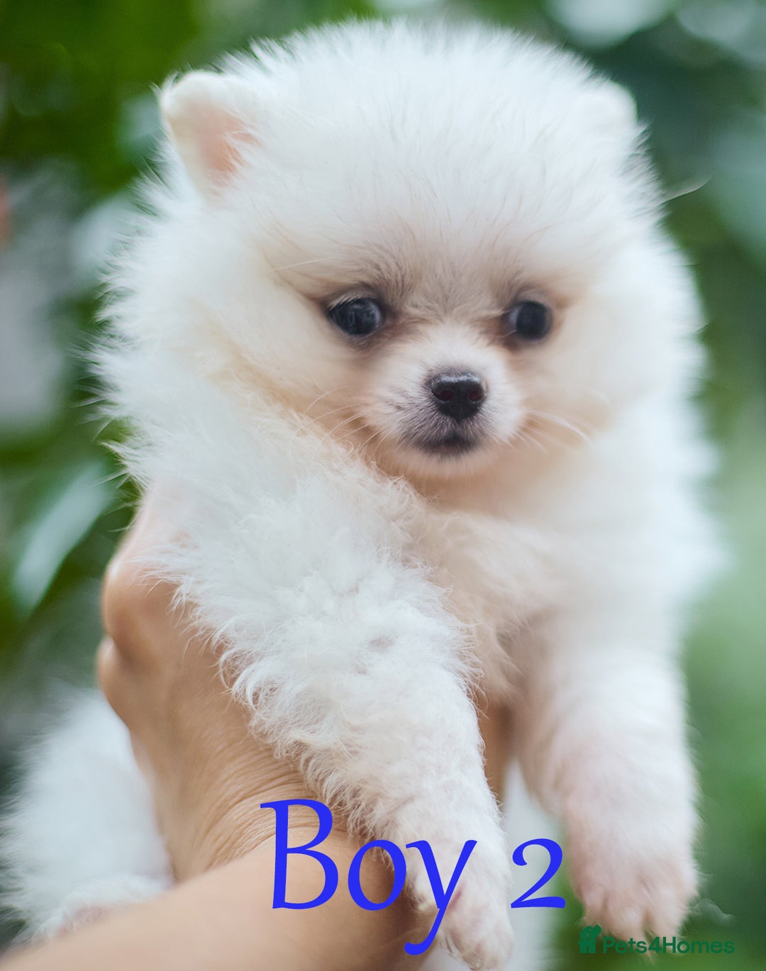 Pomeranian dogs for sale: KC Pomeranian puppies (Korean lines) - Image 25