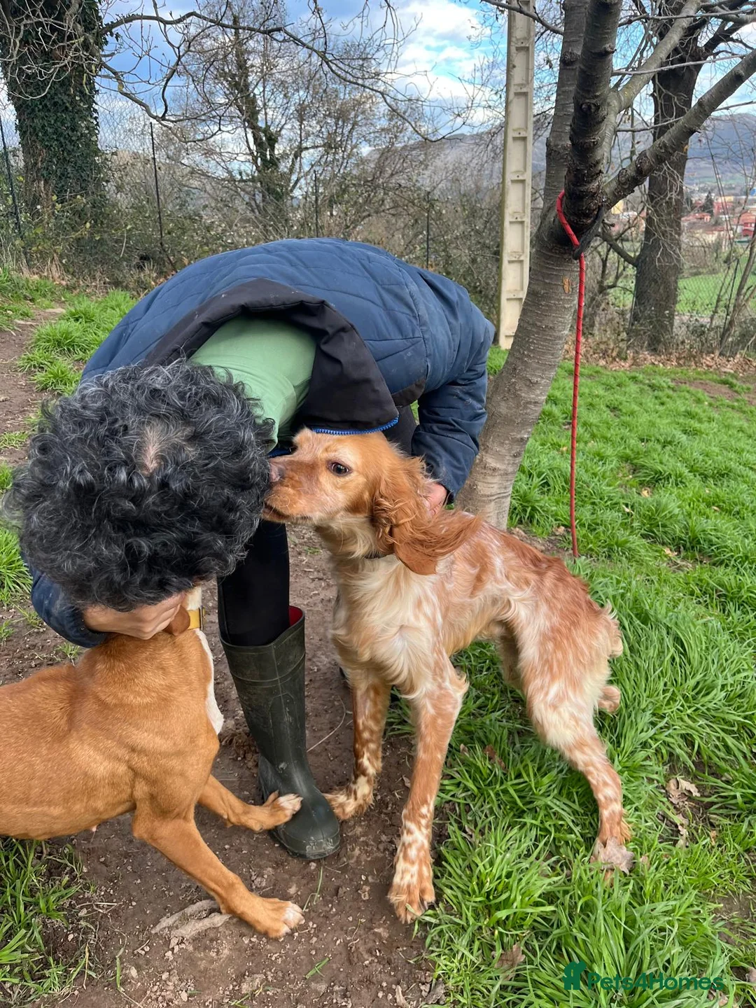 English Setter dogs for adoption: Tito  - Advert 2