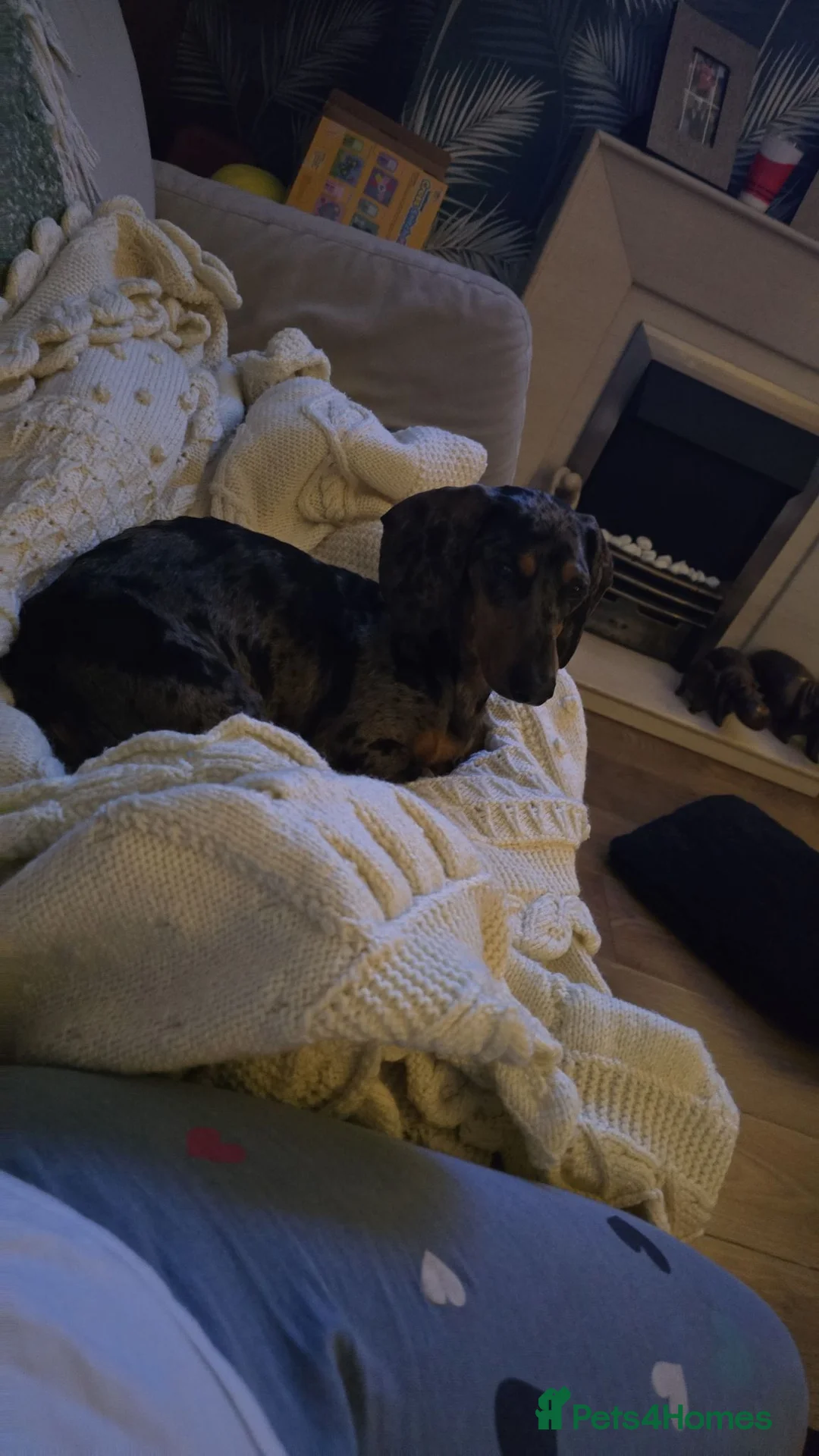 Miniature Dachshund dogs for sale: Miniture dashund for adoption in Sheffield - Advert 1