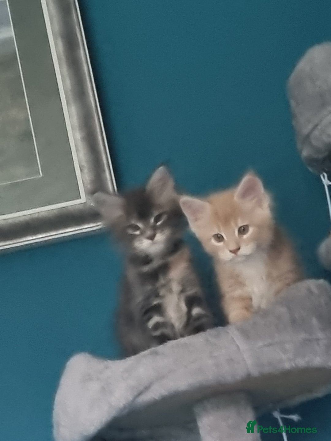 Maine Coon cats for sale: Beautiful fluffy Maine Coon Kittens - Image 7