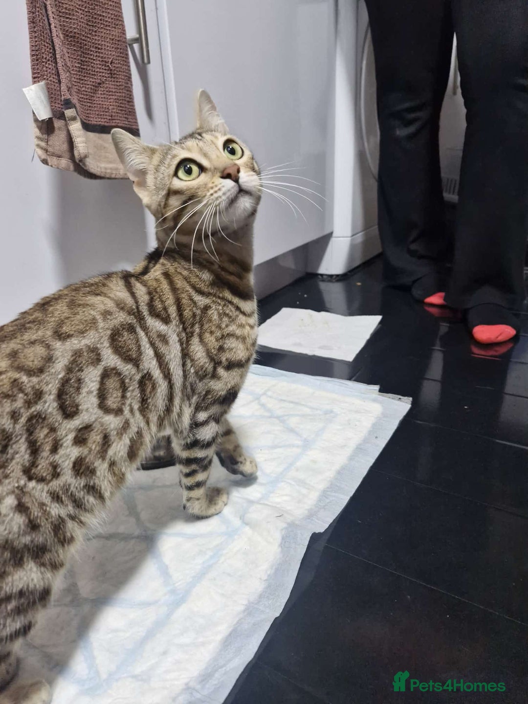 Bengal cats for sale: Snow Sepia 7mth bengal kitten/ cat - Advert 1