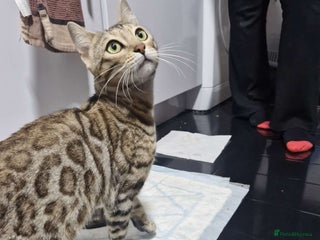 Bengal cats Snow Sepia 7mth bengal kitten/ cat - Advert 1