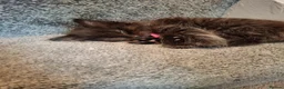 Mixed Breed cats for sale: Ragdoll x in Heanor - Advert 8