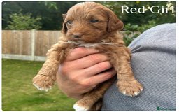 Australian Labradoodle dogs for sale: Pure Australian Labradoodle Puppies ready 30/09/25 - Image 11