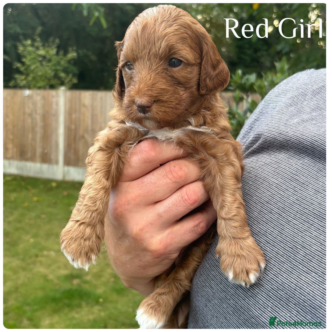 Australian Labradoodle dogs for sale: Pure Australian Labradoodle Puppies ready 30/09/25 - Image 11