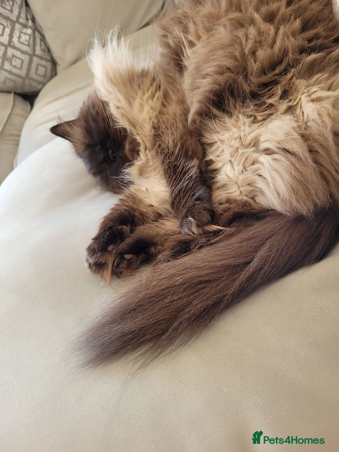 Ragdoll cats for sale: Ragdoll cat 6 years old for rehome  - Advert 2