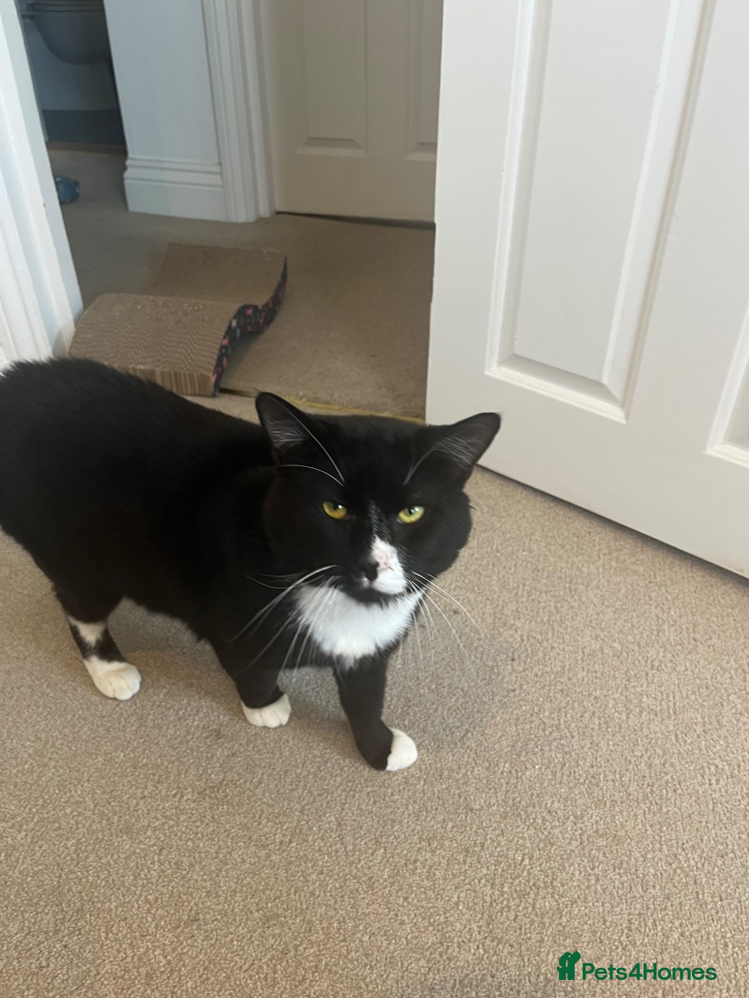 British Shorthair cats 1 year old male - Advert 1