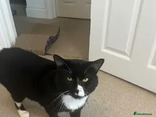 British Shorthair cats 1 year old male - Advert 2