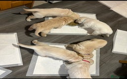 Golden Retriever dogs for sale: Golden retriever pups  - Image 9