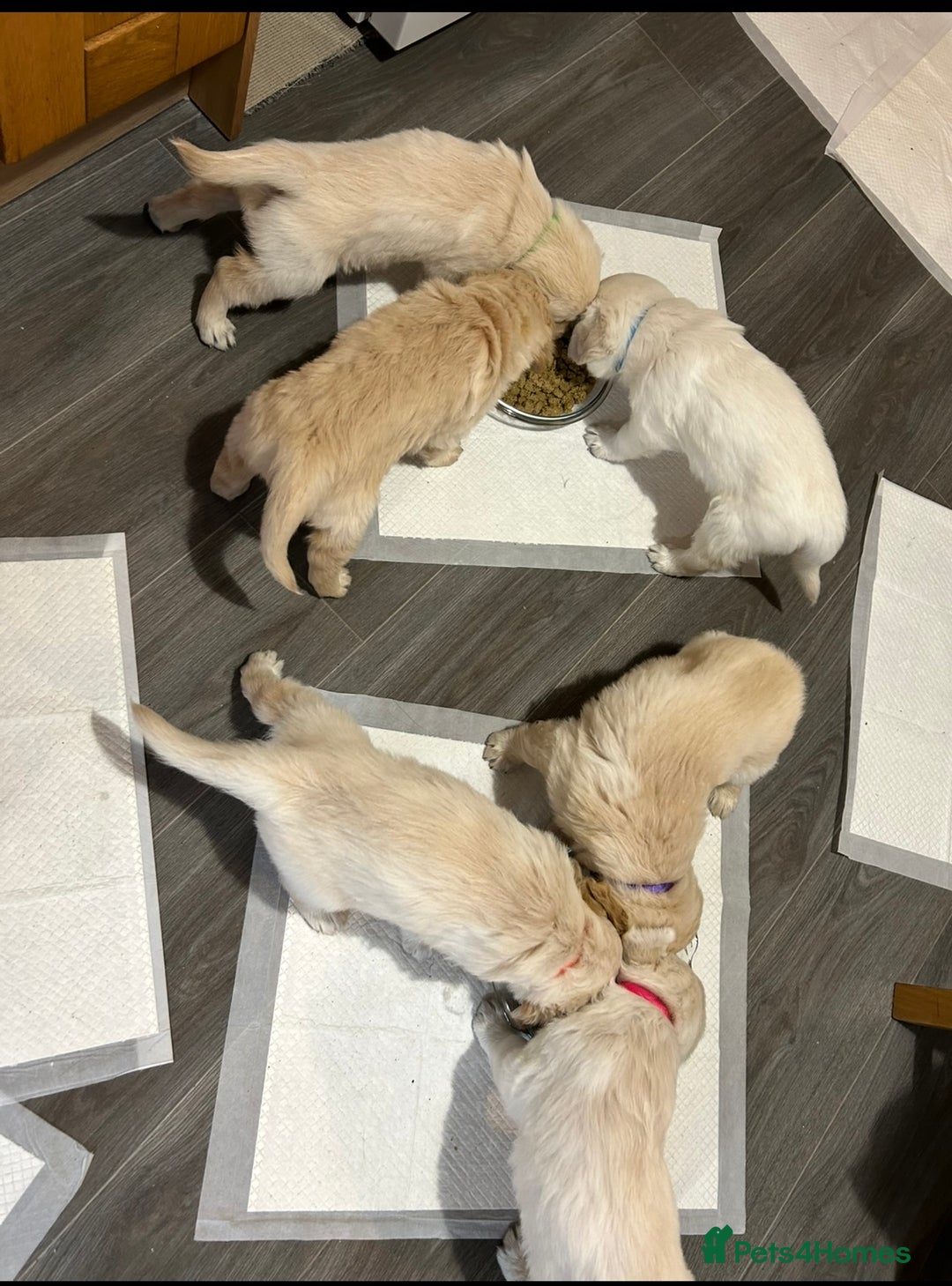 Golden Retriever dogs for sale: Golden retriever pups  - Image 9