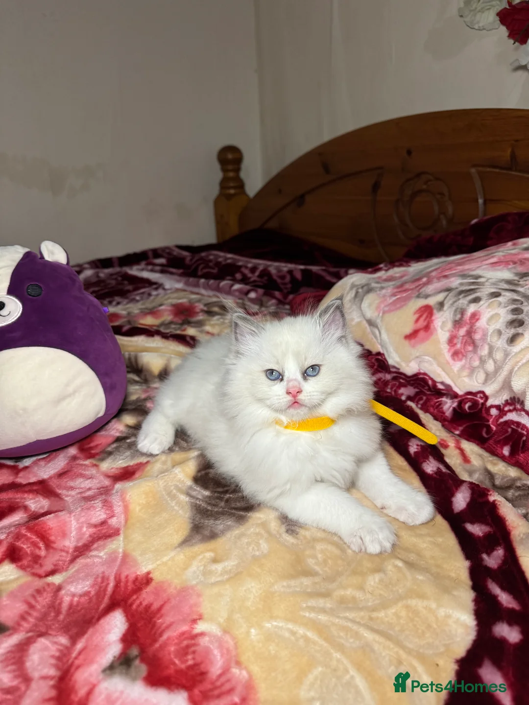 Ragdoll cats for sale: 5 Beautiful blue eyed pure ragdolls - Advert 7