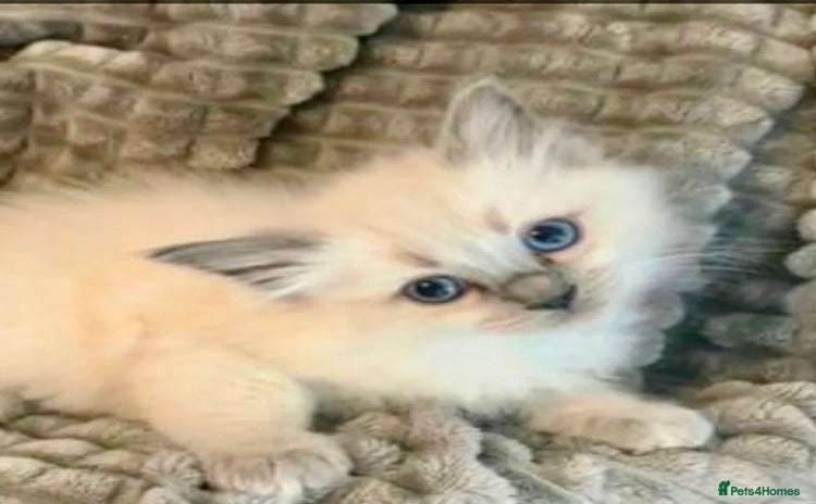 Ragdoll cats - Advert 15