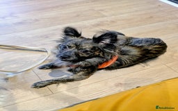 Mixed Breed dogs for adoption: 💖🐶 TWIGGY – A Happy Little Spirit🐶💖 - Image 4