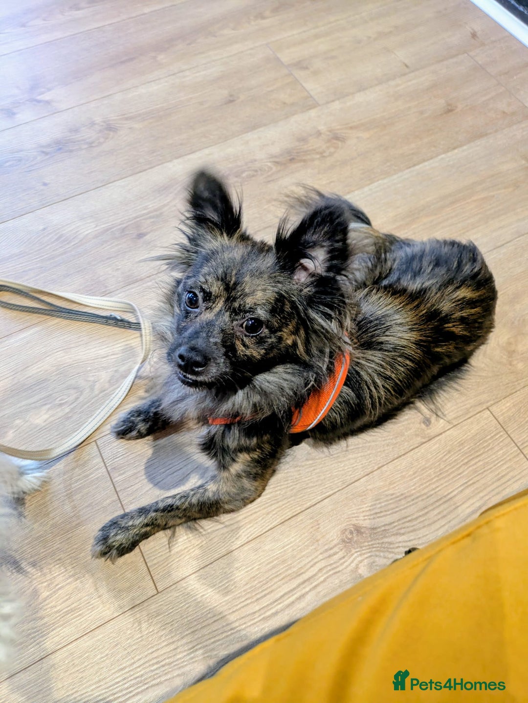 Mixed Breed dogs for adoption: 💖🐶 TWIGGY – A Happy Little Spirit🐶💖 - Image 4