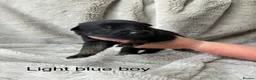 Mixed Breed dogs for sale: German Shepherd X Puppies for Sale in Sandy - Advert 10